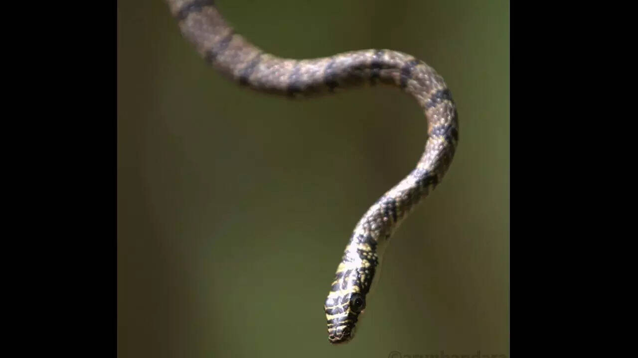 Indian Flying Snake (Chrysopelea taprobanica)