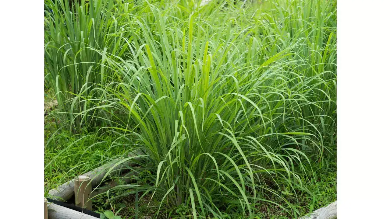 எலுமிச்சை