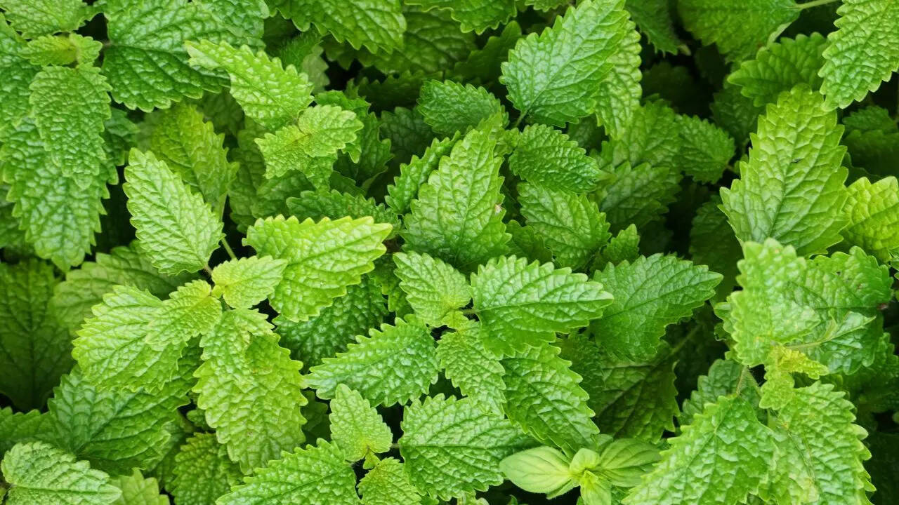 புதினா மற்றும் எலுமிச்சை தைலம்