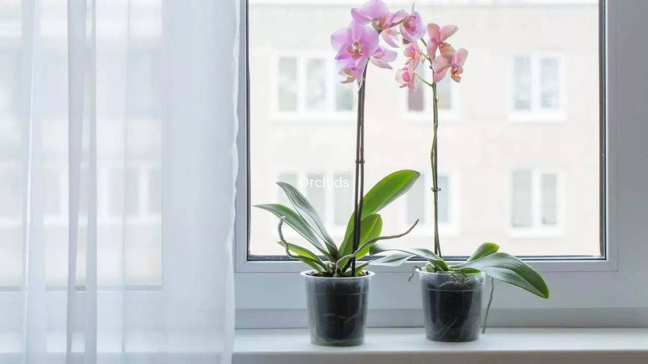 Orchids