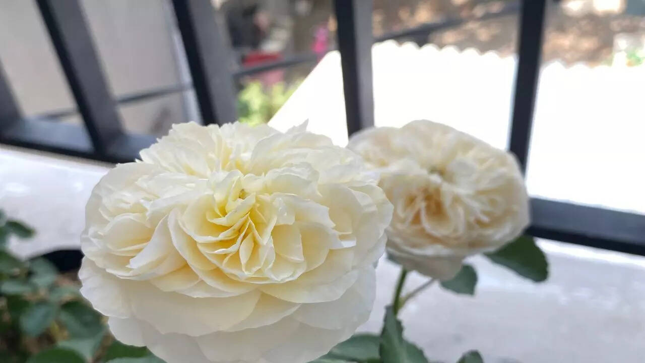 Juliet Roses
