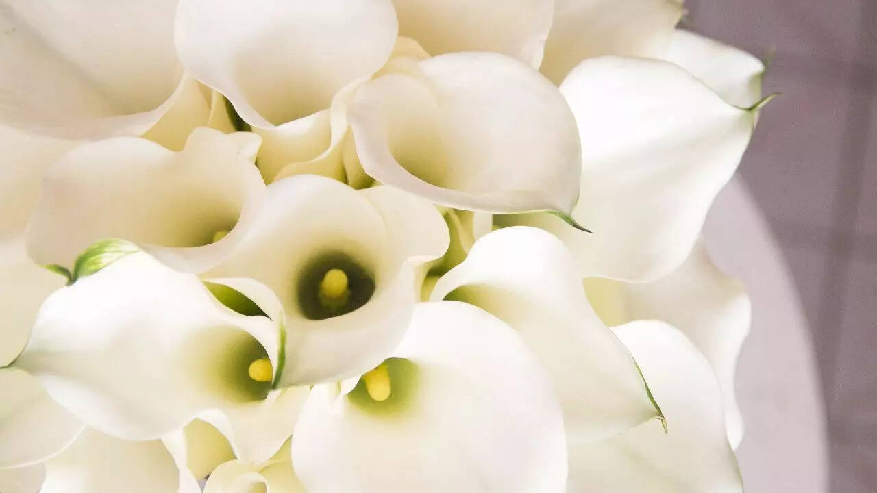 Calla Lilies