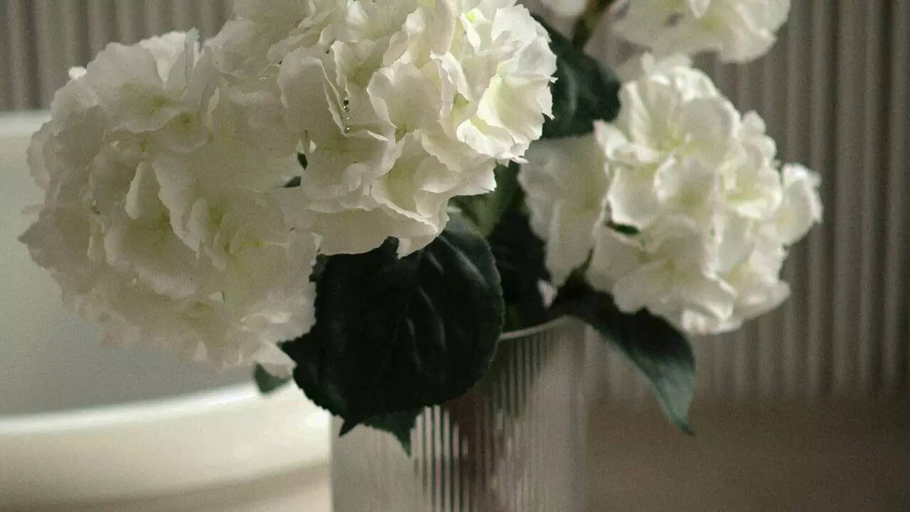 Hydrangeas