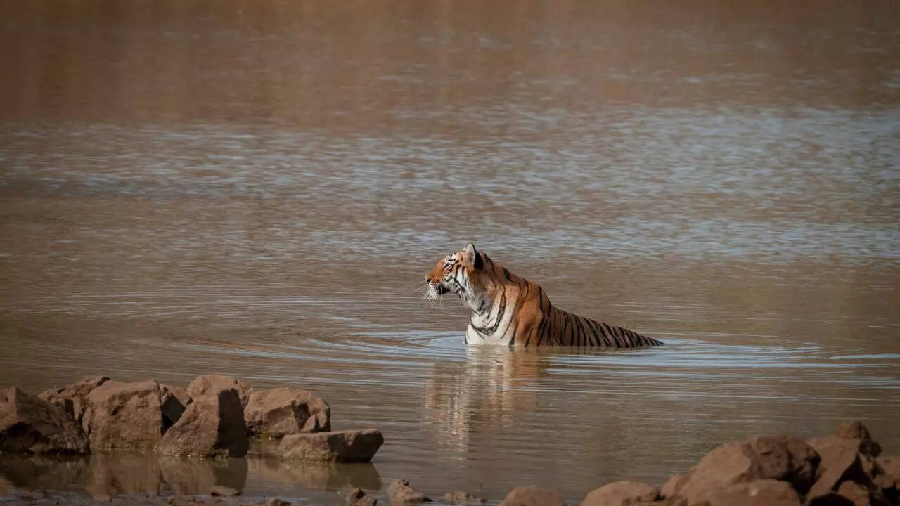 Melghat Tiger Reserve, Maharashtra