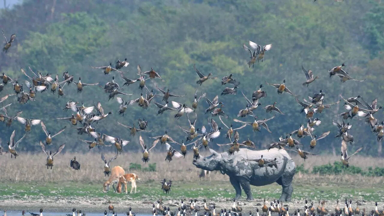 Purna Wildlife Sanctuary, Gujarat