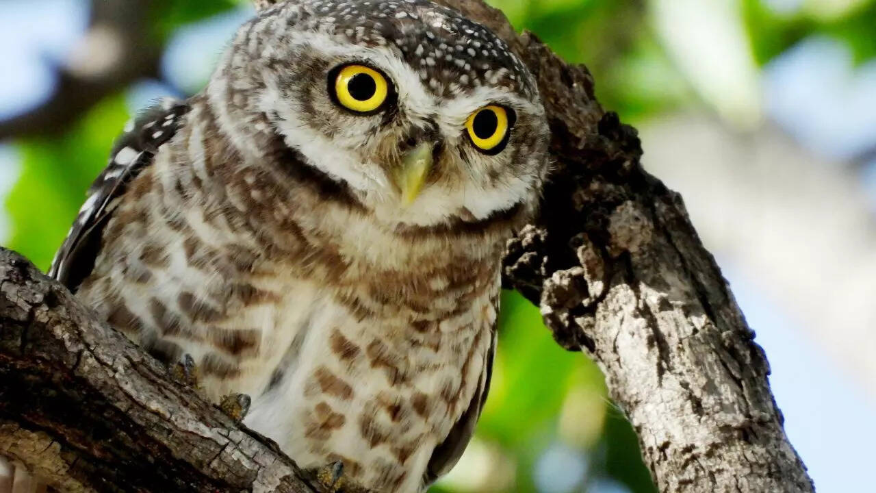 Tips for spotting a forest owlet
