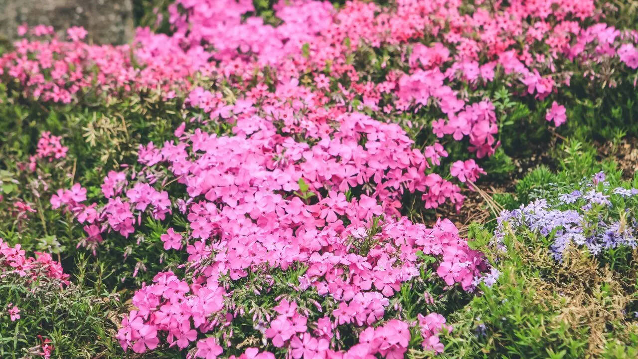 Creeping Phlox