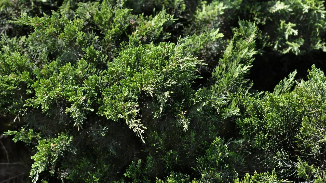 Creeping Juniper