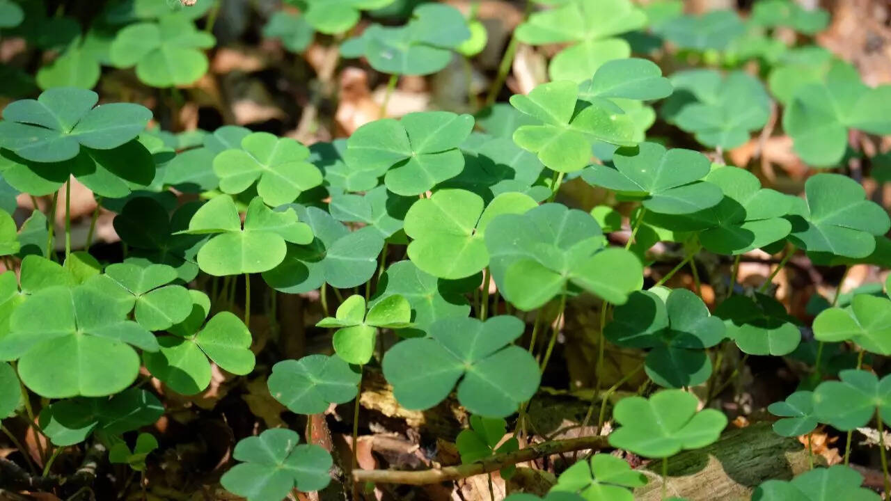 Ground Clover