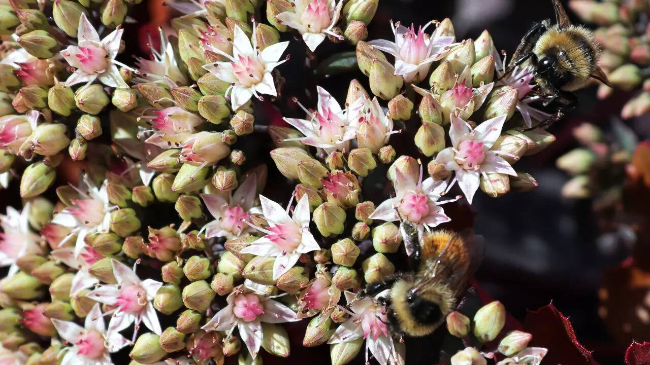 Stonecrop (Sedum)