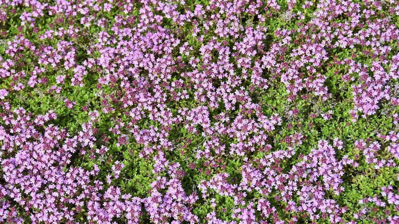 Creeping Thyme