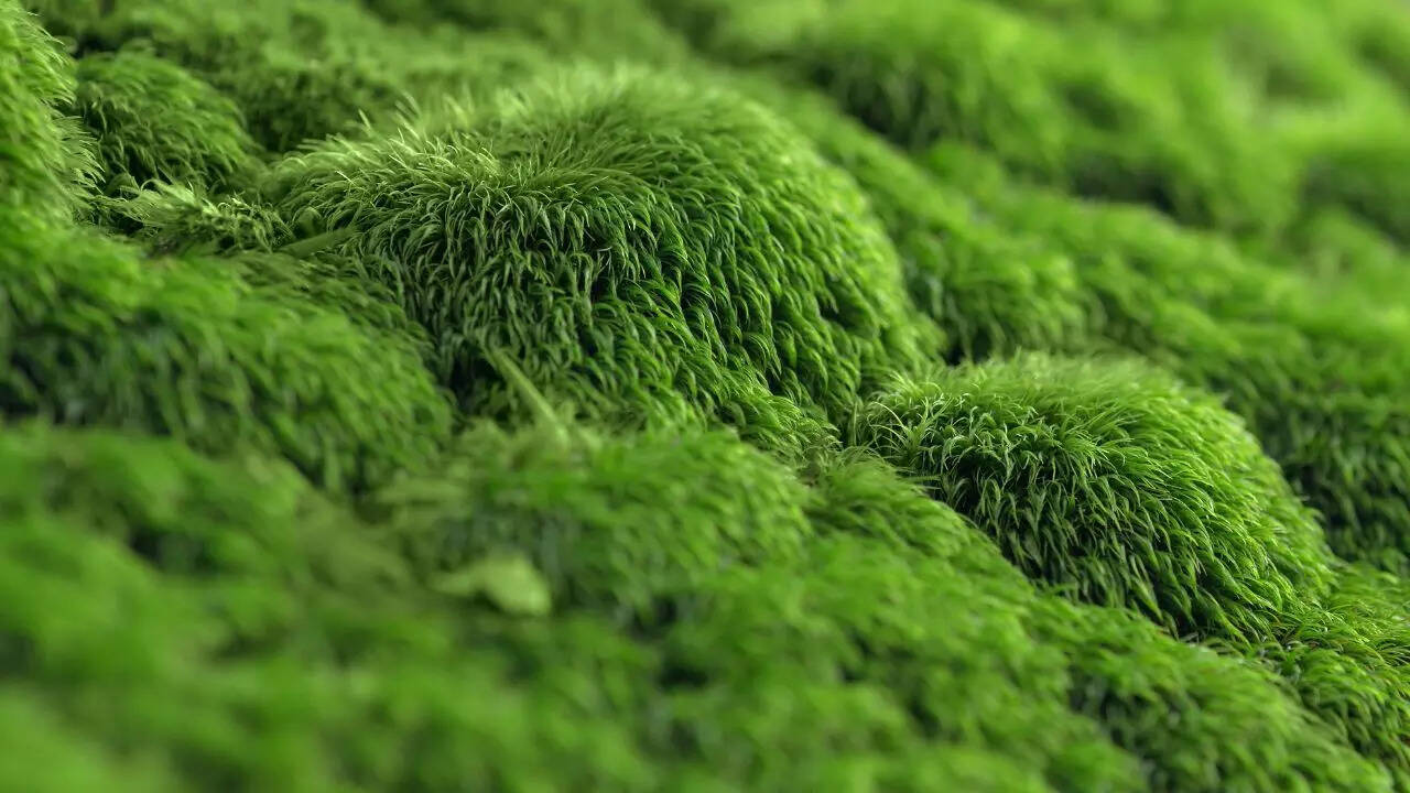 Irish Moss