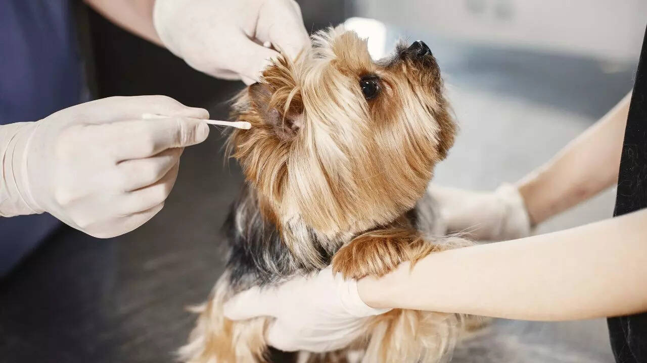 What to expect during the first vet check-up for your puppy