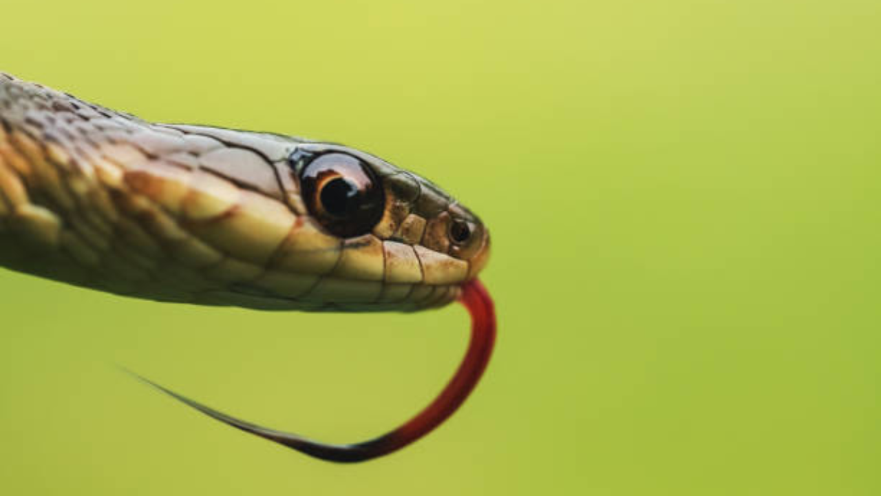Snake (35)