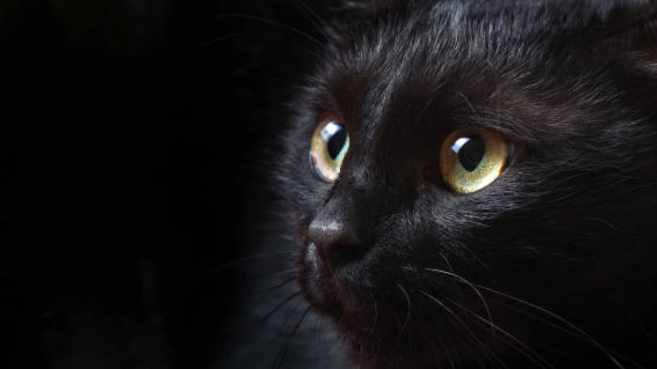 black cat