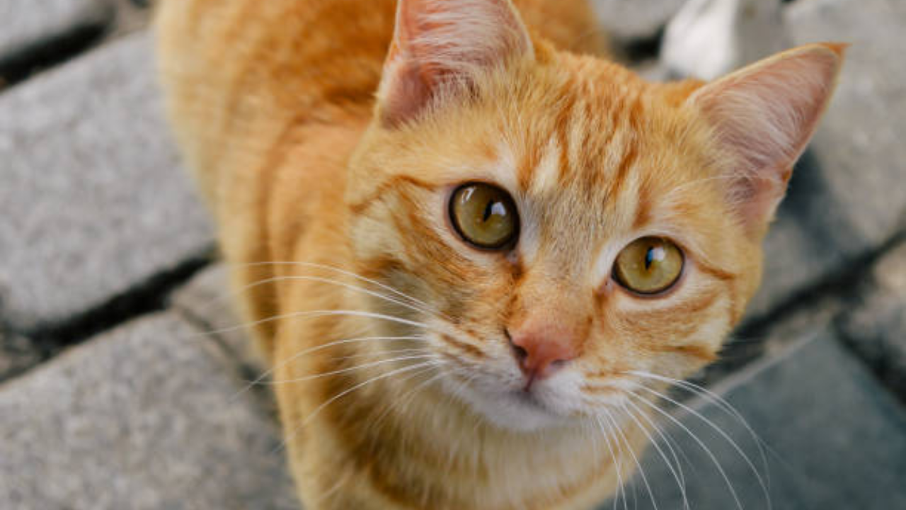 cats (1)