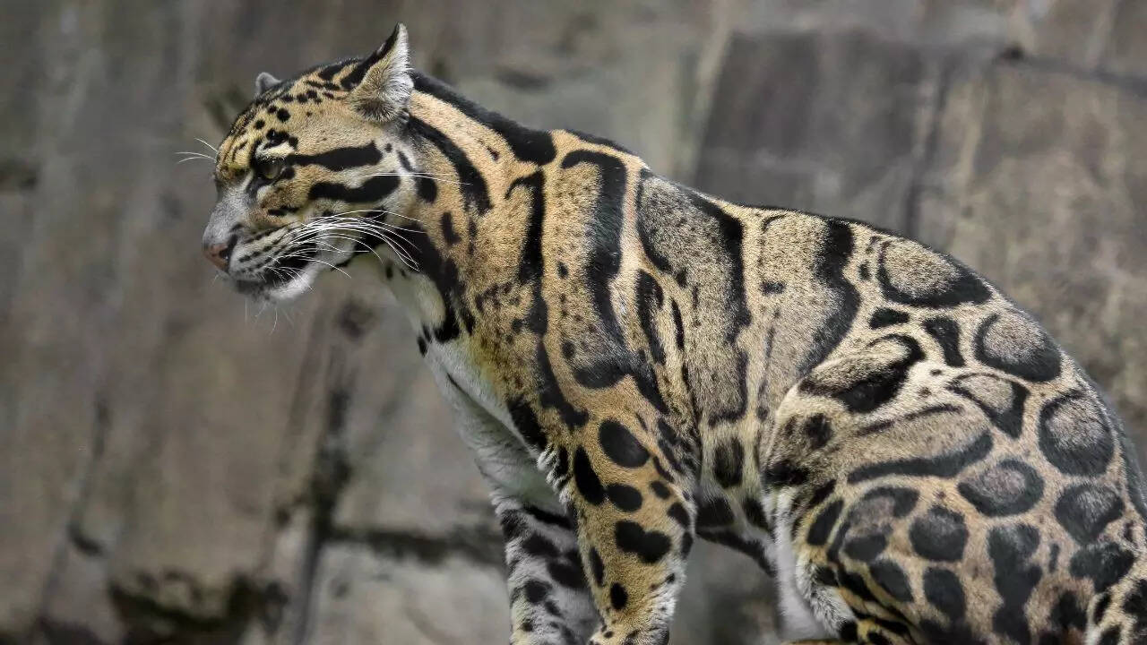 Clouded leopard (Photo: Canva)