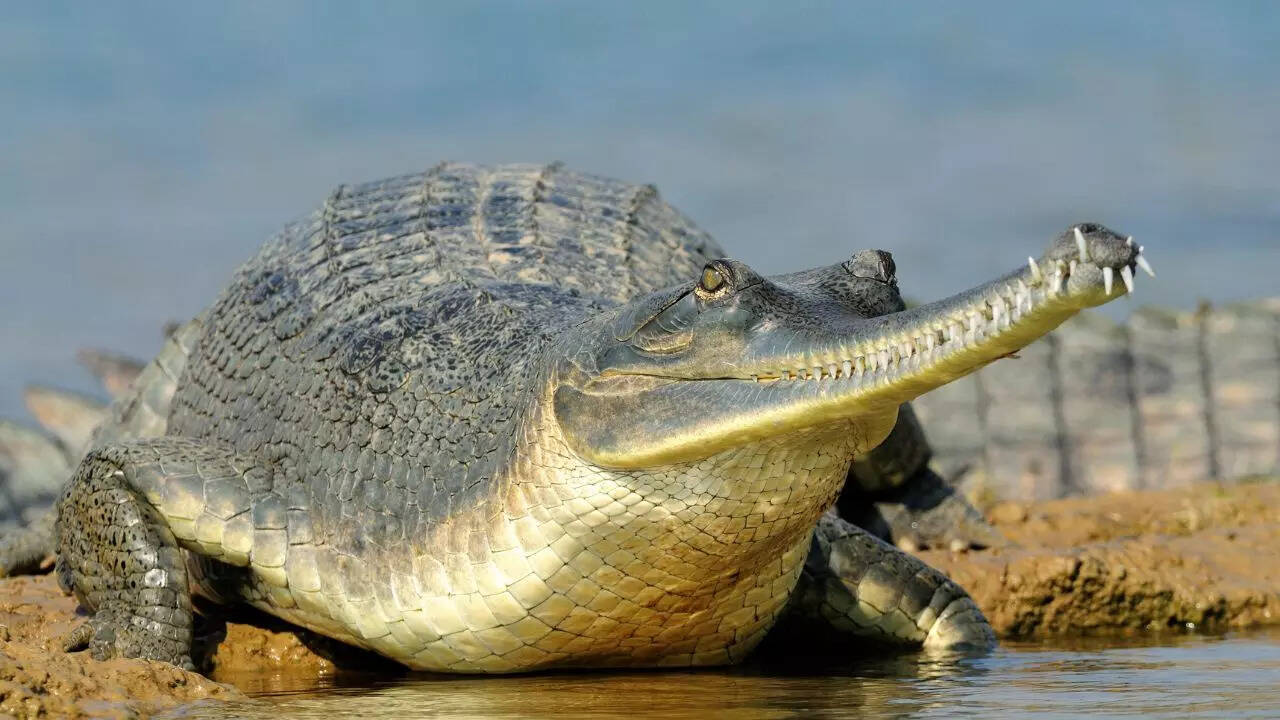 Gharial