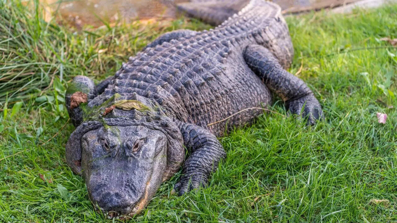 American alligator