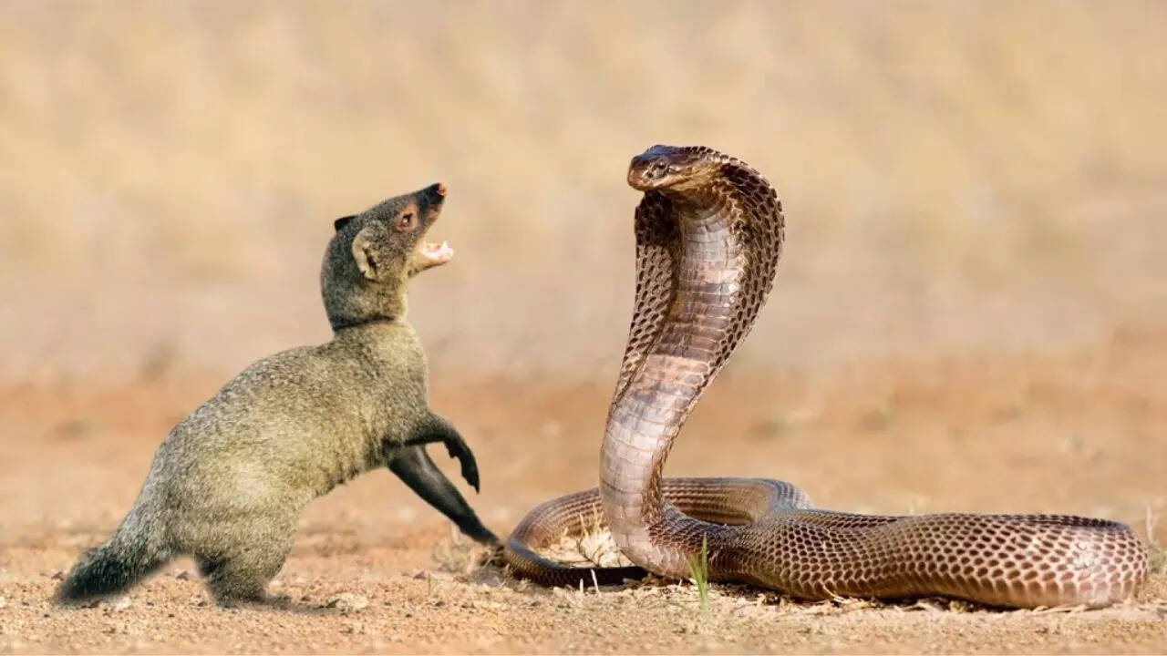 Why snakes struggle against mongoose