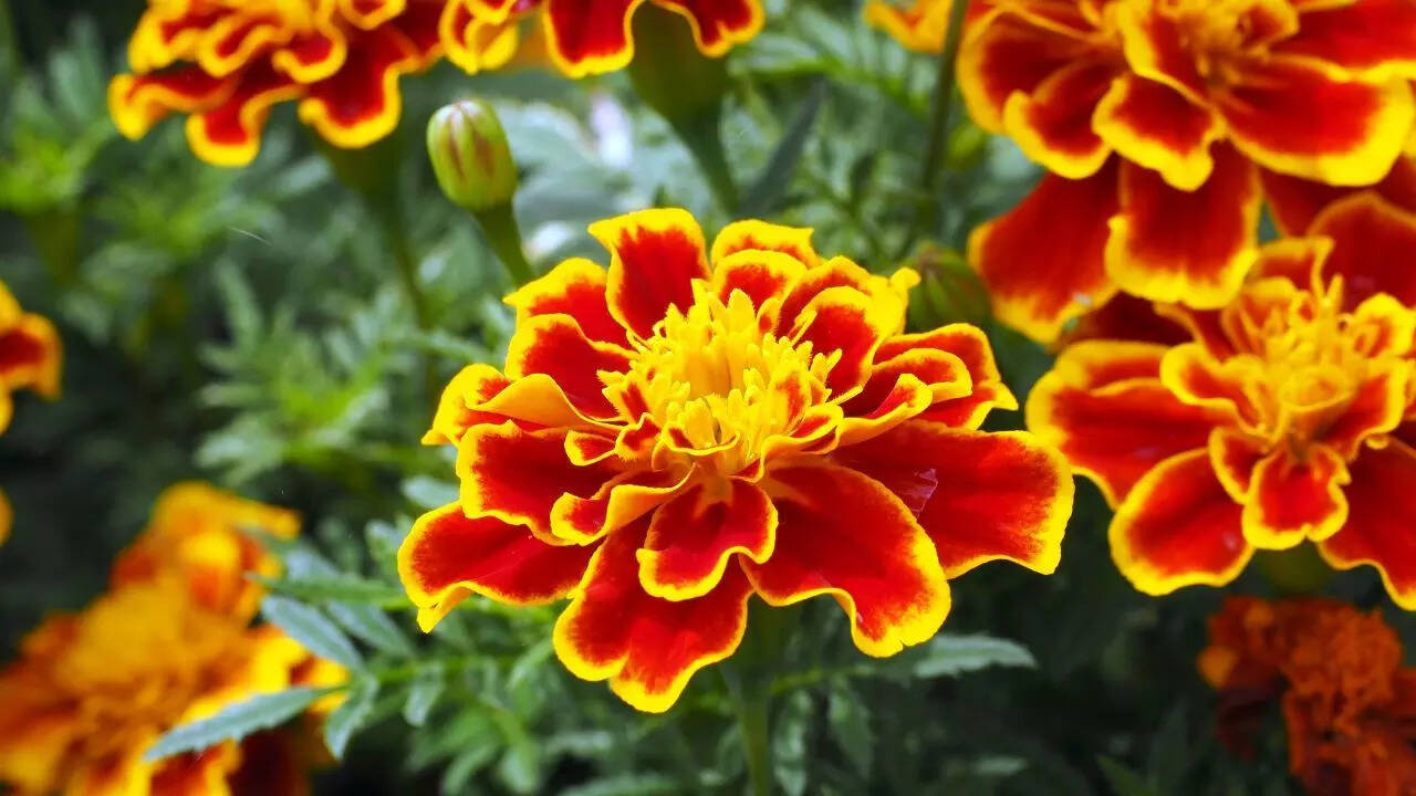 French marigolds