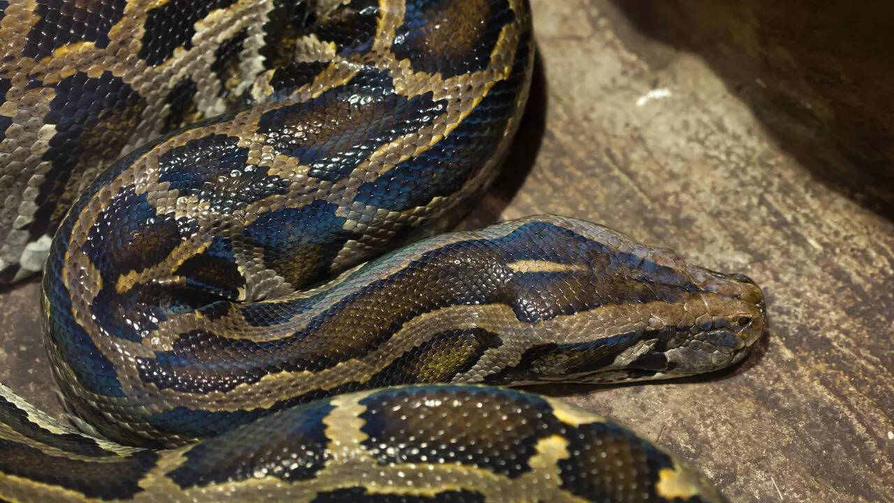 Why Burmese pythons are such a big problem in Florida