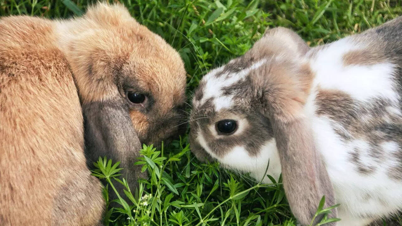 Enter the robot rabbits against the pythons: A smart, ethical solution