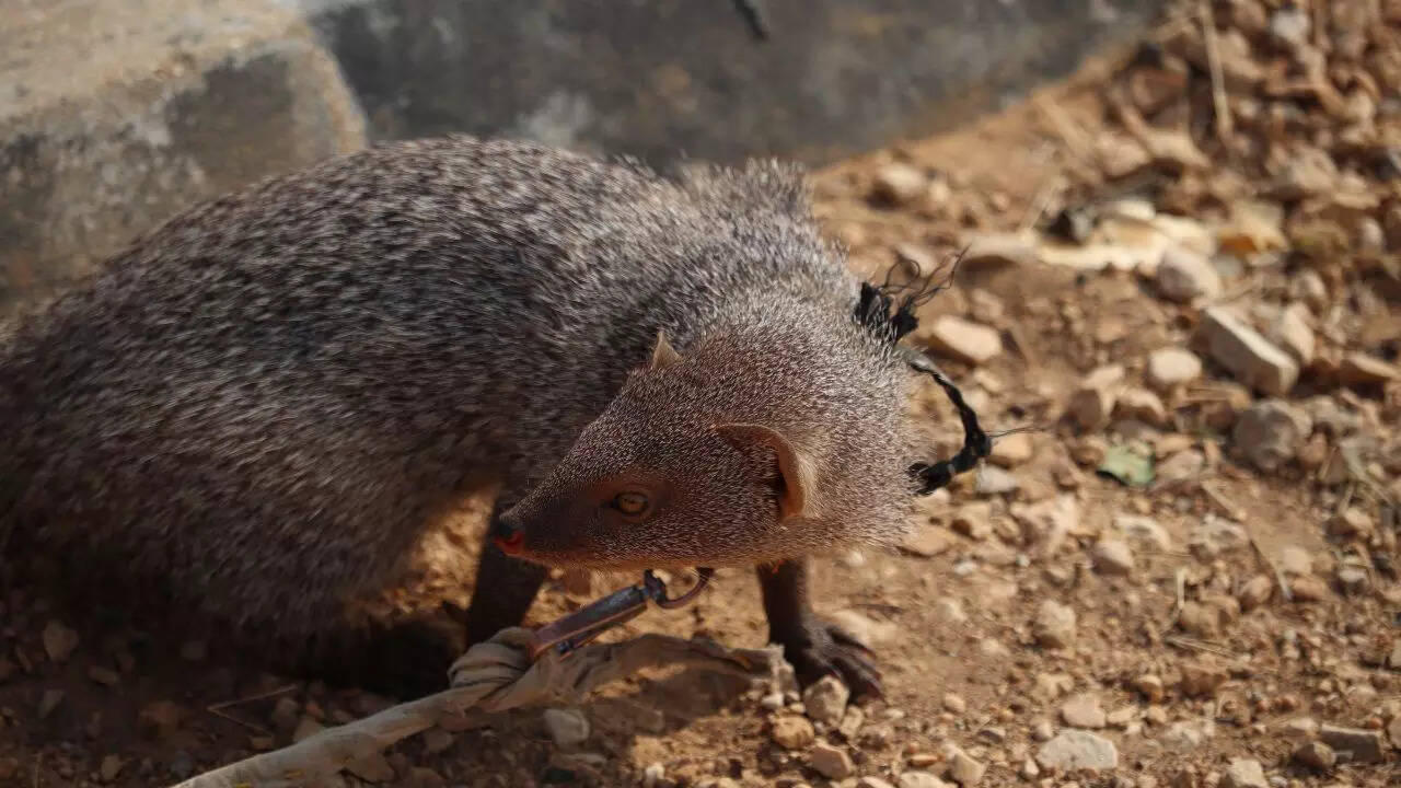 Mongoose