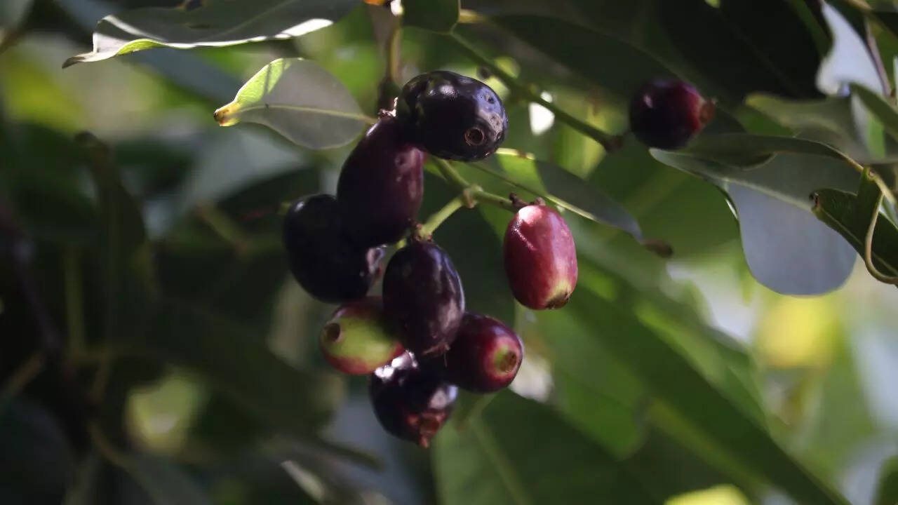 What is jamun called in English and where does it come from