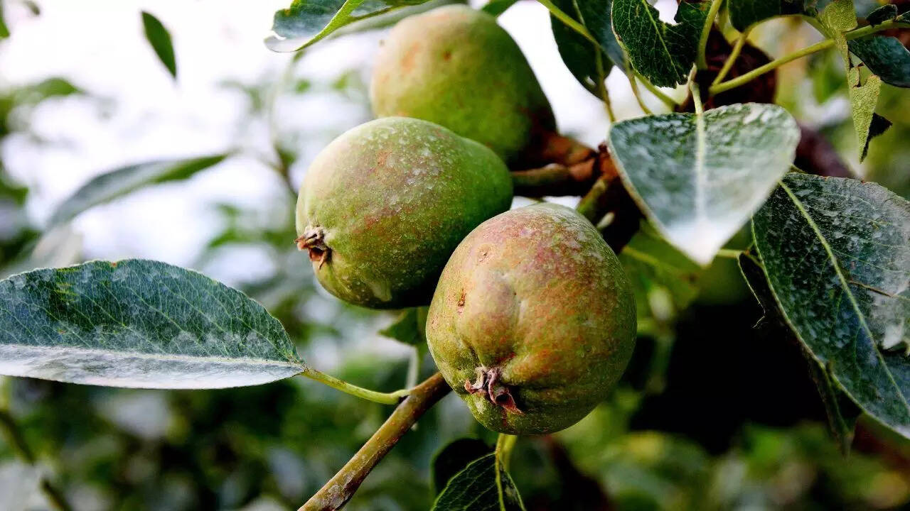 Key differences between Nashpati and Babugosha you should know ​