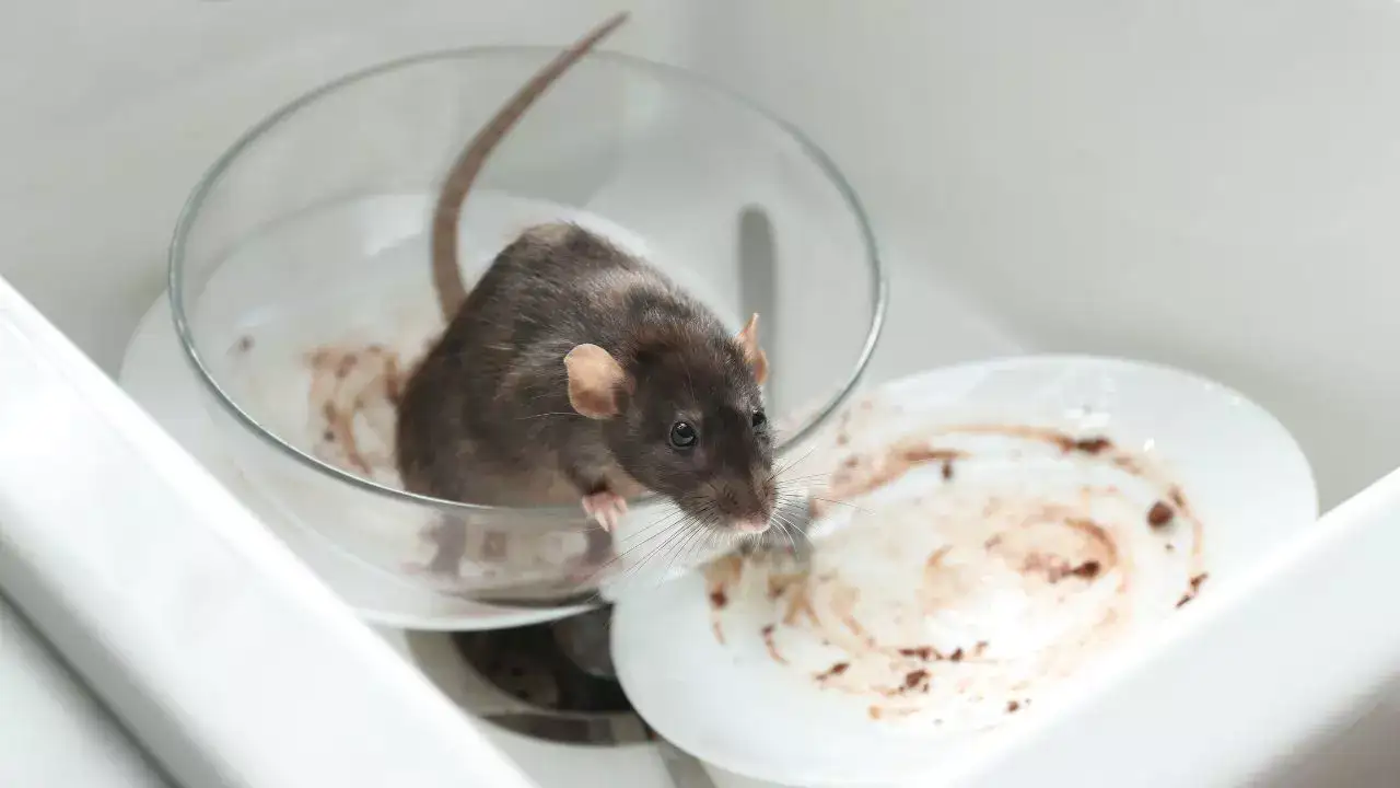 5 common household pest mistakes that most people make