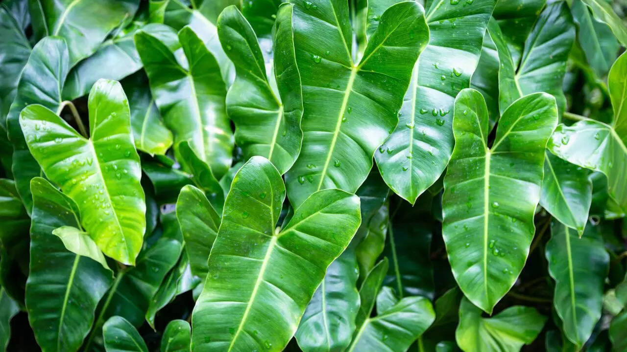 Philodendron