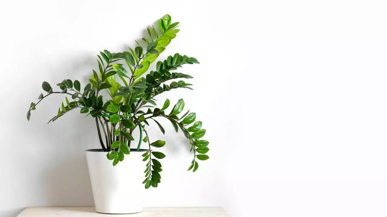 ZZ Plant