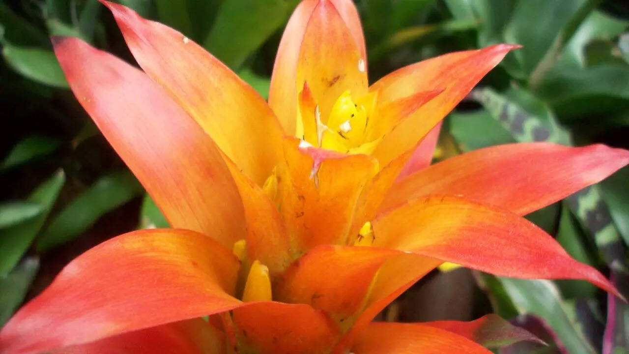 Bromeliad