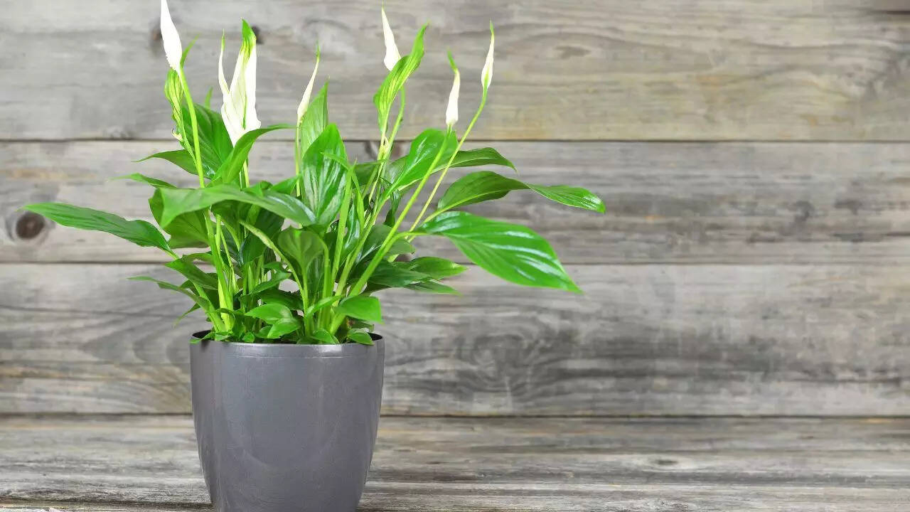 Peace Lily