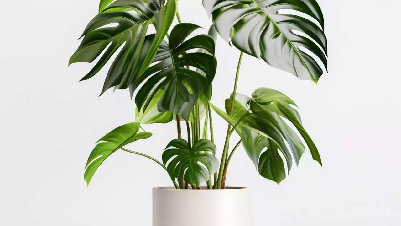 Monstera
