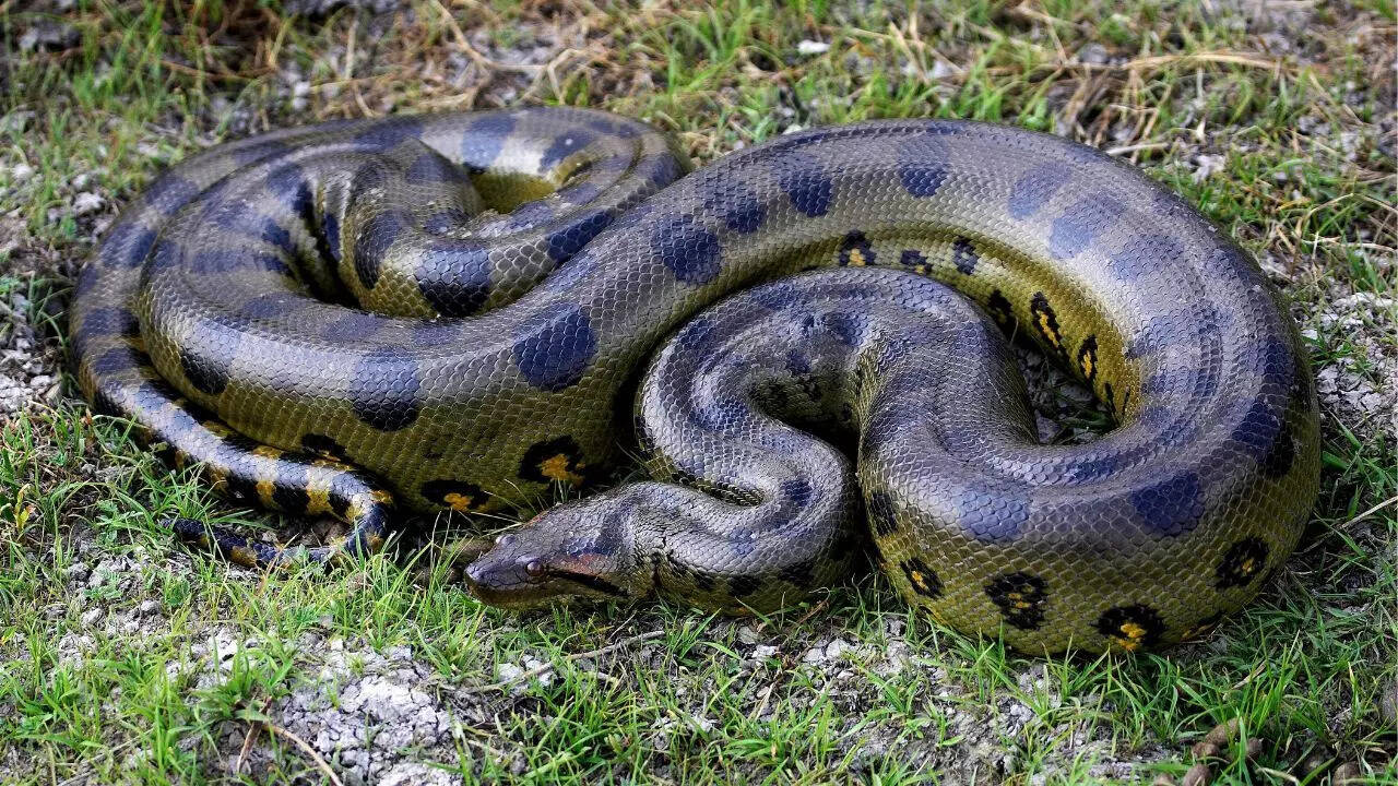 Green anaconda