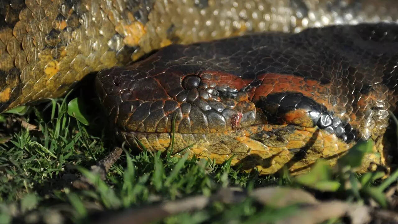 Northern green anaconda