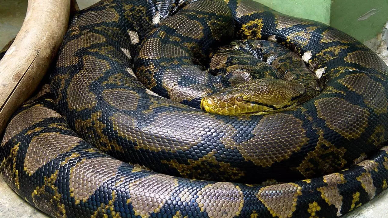 Reticulated python