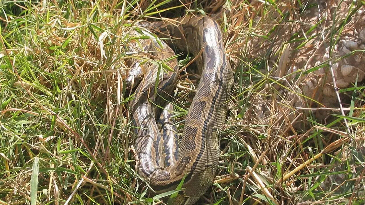 African rock python