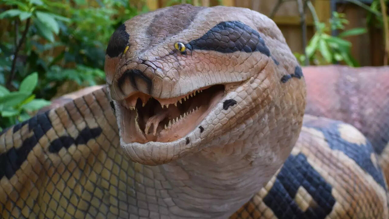 Titanoboa