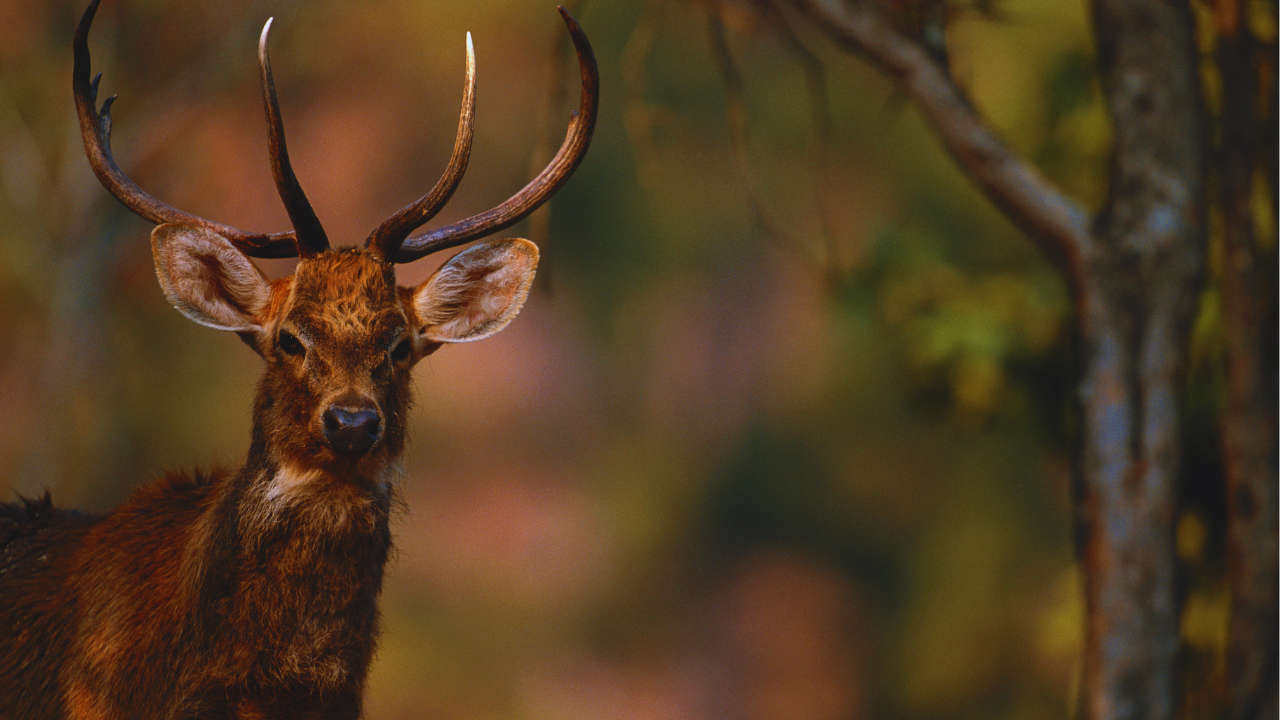 dancing deer