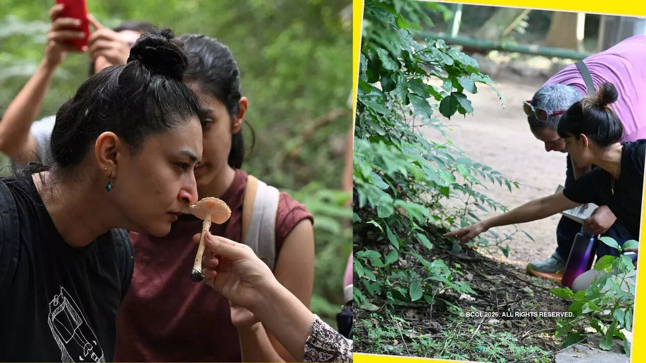 During the monsoon, Delhi's forests are alive with fungal life