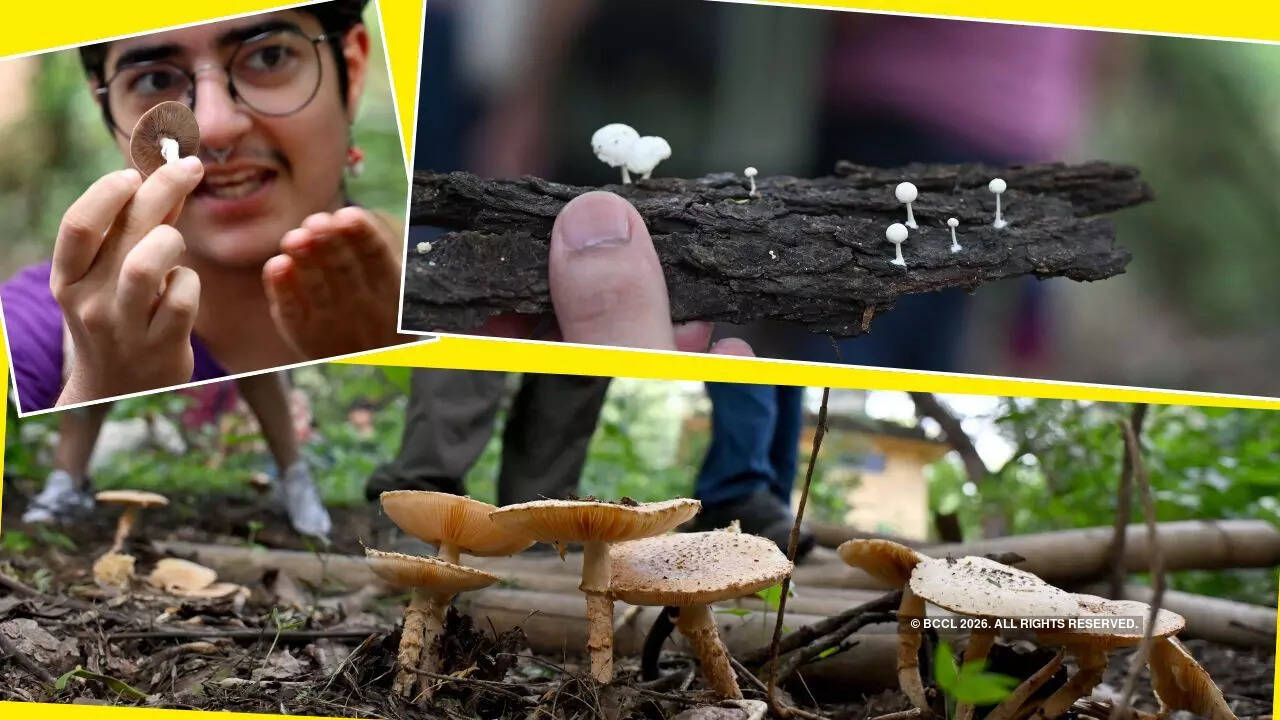 Discover Delhi's diverse mycoverse at fungi forays