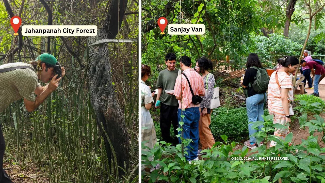 There's a growing curiosity around mushrooms