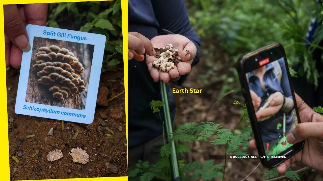 “Fungi are bio accumulators, so, Delhi is not the city to experiment eating mushrooms growing in the wild,” suggests Malavika