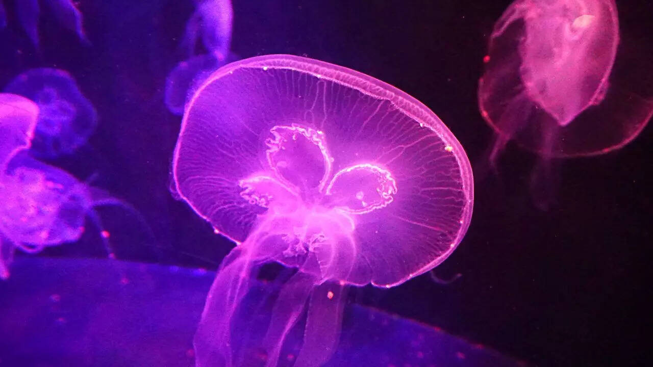 There’s a species of jellyfish that’s biologically immortal