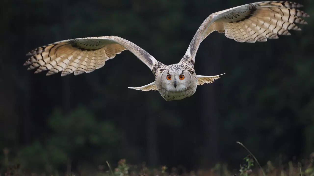 Owls are nocturnal by design