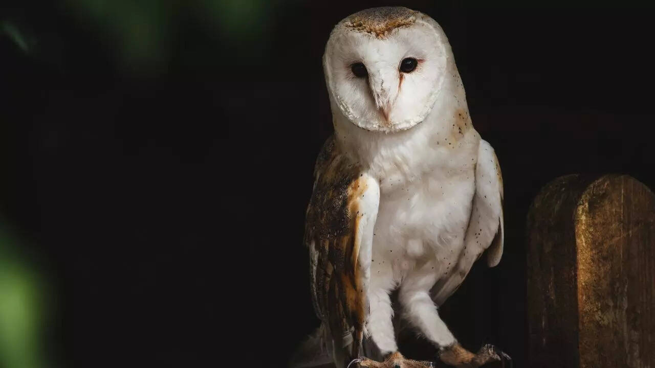 Owls avoid daytime predators and rivals