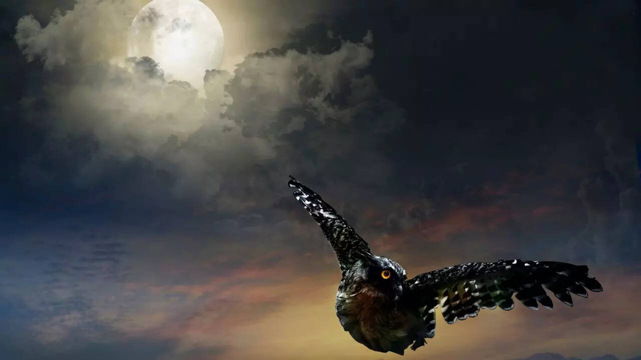 Owl flight is designed for silent hunting